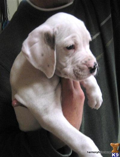 Puppies in NM